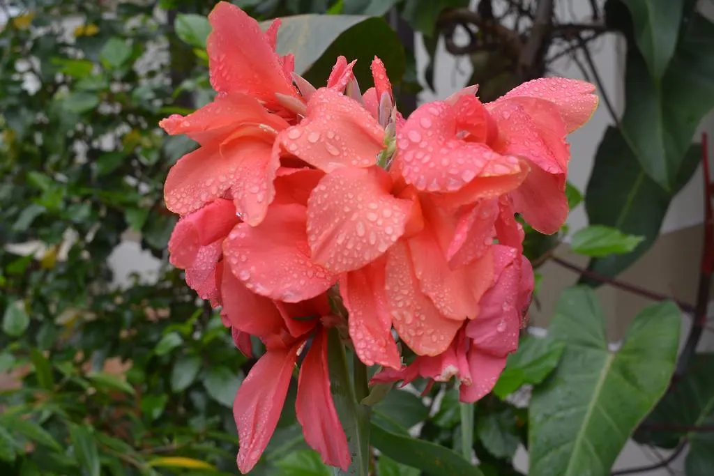בית אירוח Hoi An Botanic Garden Villas