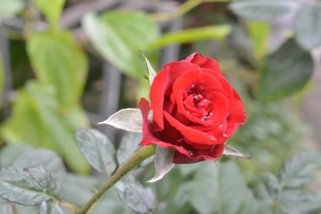 Hoi An Botanic Garden Villas בית אירוח